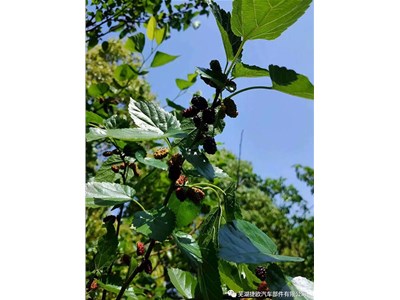 捷欧喊您一起来吃桑葚果啦!